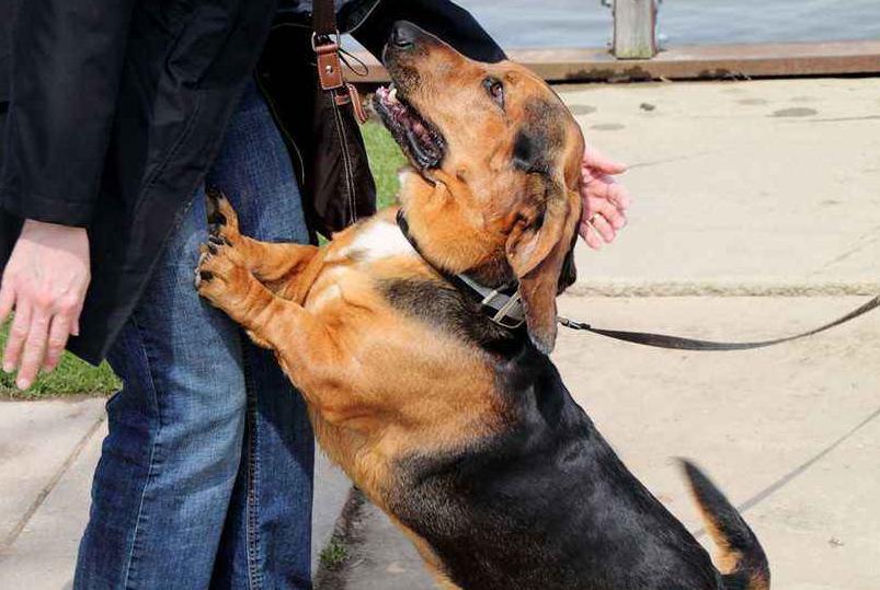 狗狗为什么总喜欢扑上来,狗狗为什么会扑向主人