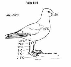 狂风暴雨的时候小鸟在哪避雨,鸟类躲避暴雨