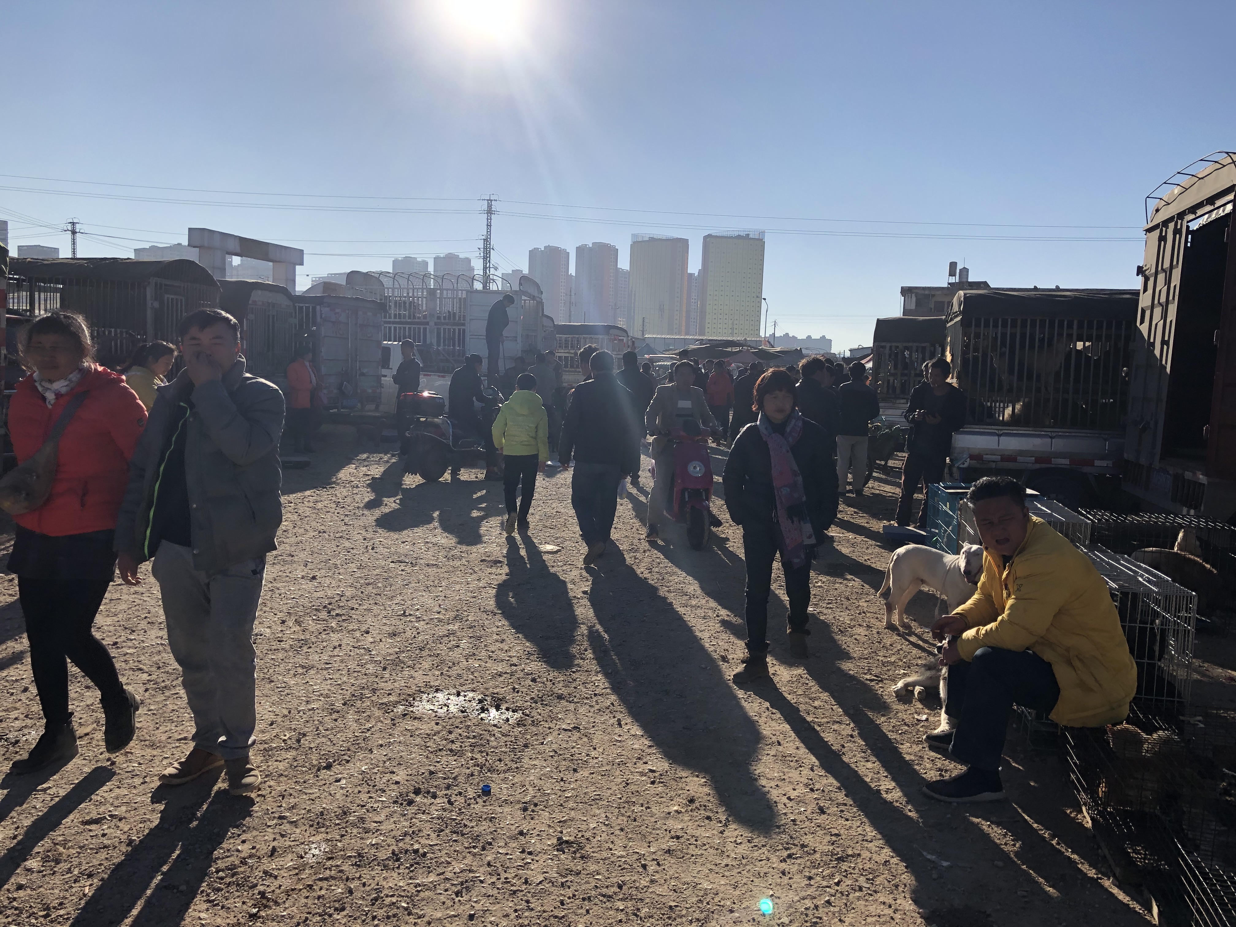 狗市的狗贩子收狗都卖哪了,狗市场出售肉狗价格是多少