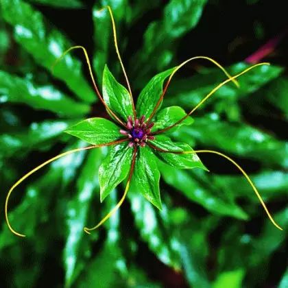 七叶一枝花和重楼是同一种药吗,七叶一枝花也叫重楼功效与作用