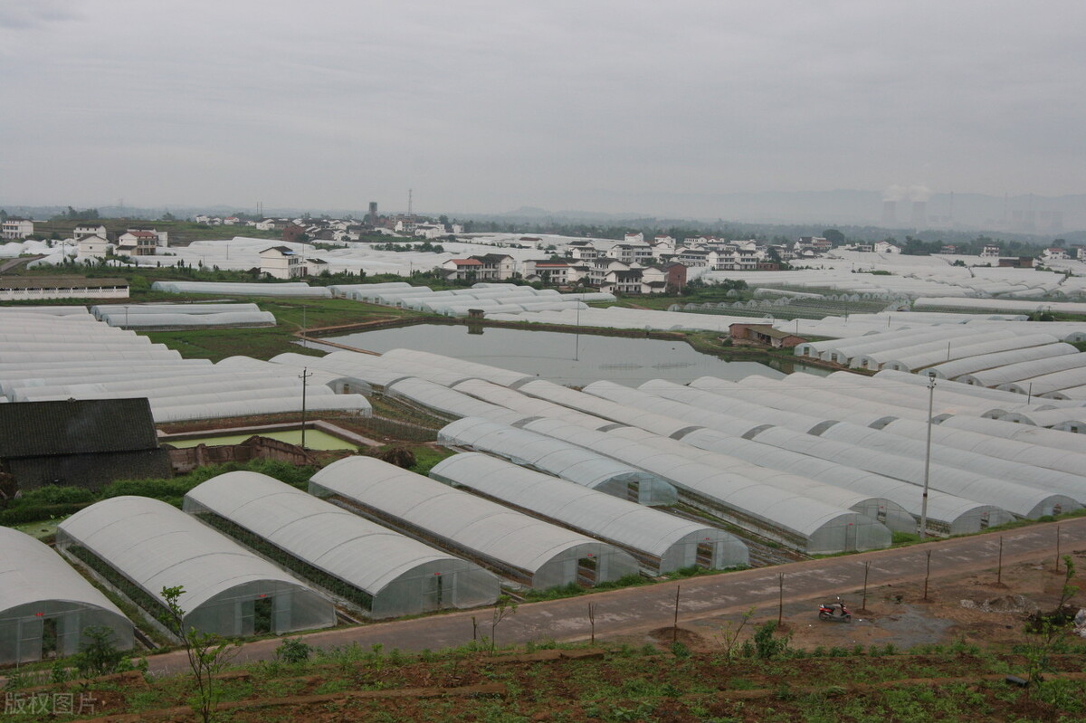 广西农业外资项目管理中心推进农业外贸项目实施助力乡村振兴