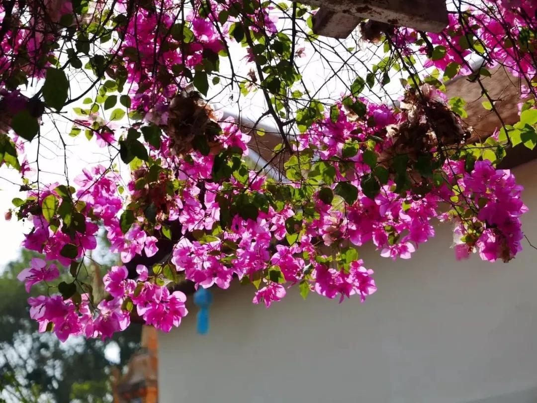 泰国清迈泼水节英文,泰国清迈泼水节自驾游