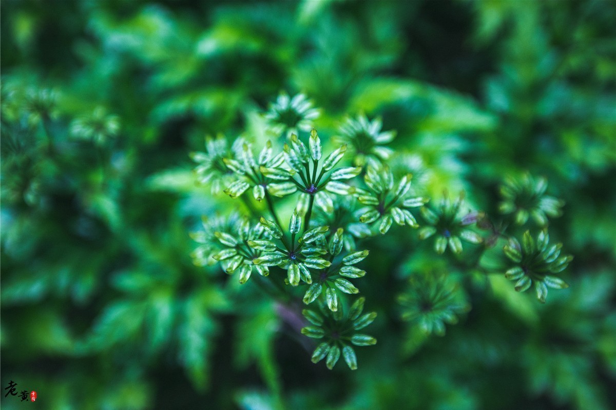 石柱黄连与川黄连,石柱黄连和雅安黄连