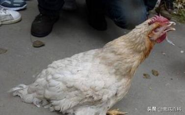 鸡群呼吸道疾病特效药方案大全，鸡群发病，我来帮你解决