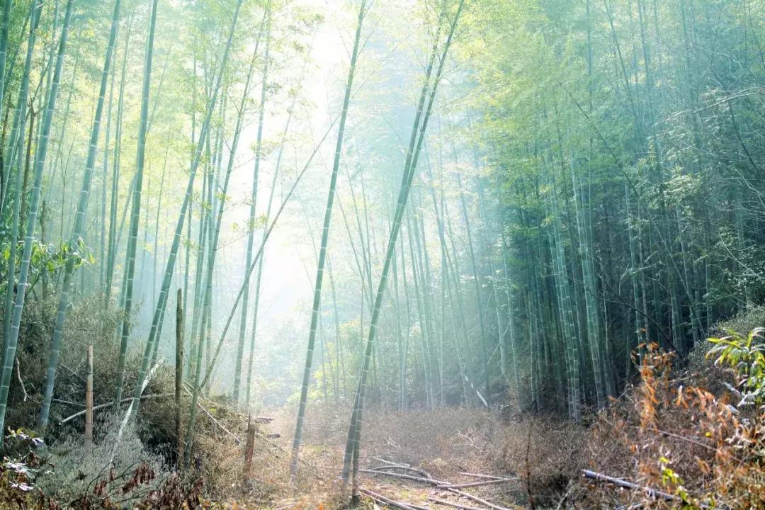 夏日清凉唯美诗词,100句美到窒息的夏日诗句