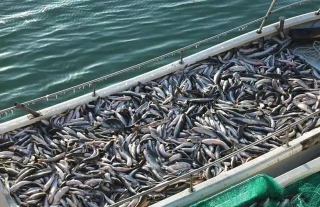 荣成最正宗的海鲜,荣成的小海鲜都有啥