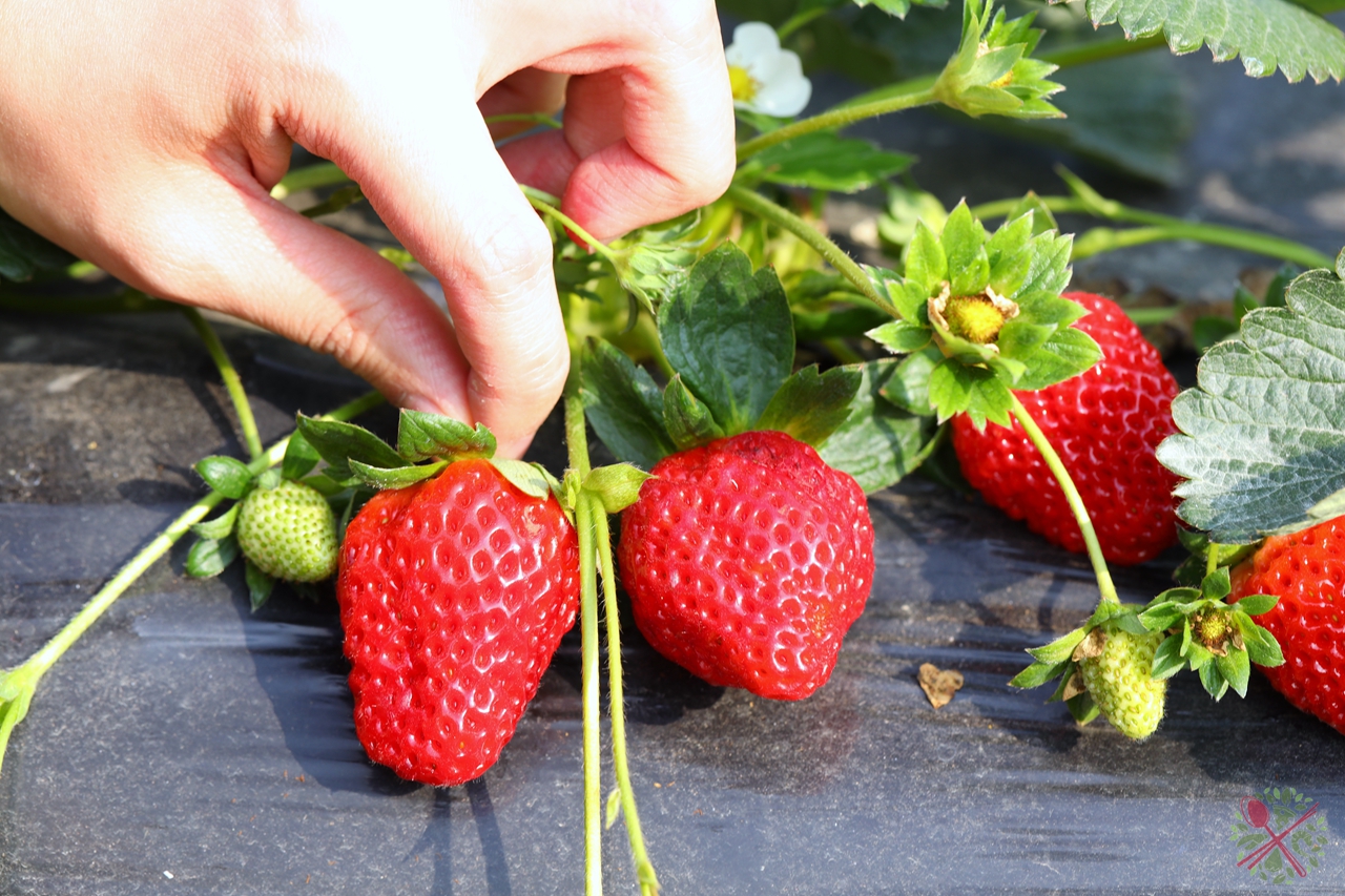 广东人过年必吃的青菜,广东人年夜饭必有的一道菜