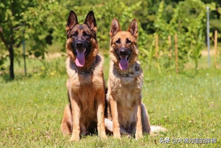 德牧纯不纯有什么标准,德牧天生只有一个淡淡的真相