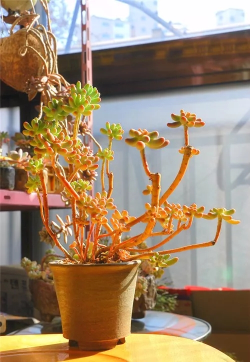 多肉老桩速成法，根本用不了三五年！美的大开眼界