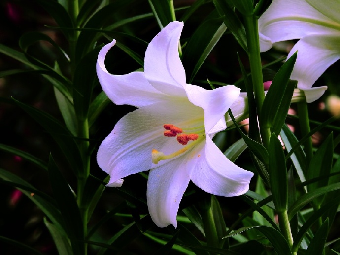 威廉·布莱克：一沙一世界，一花一天堂