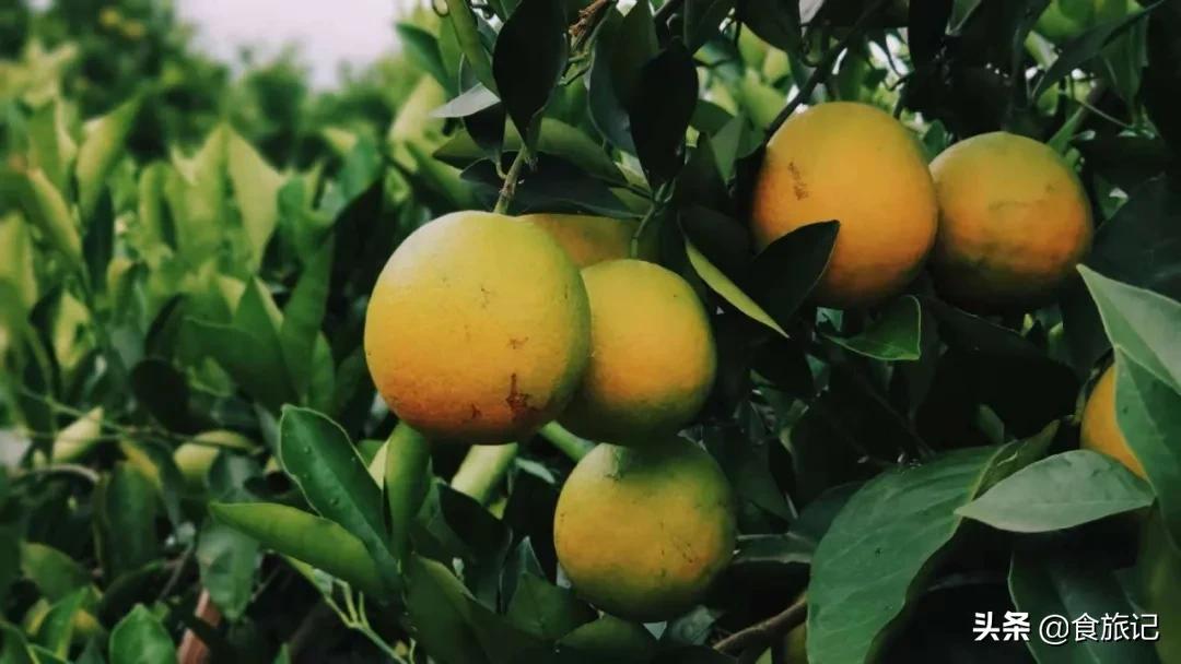 褚橙属于柑类吗,褚橙什么时间成熟