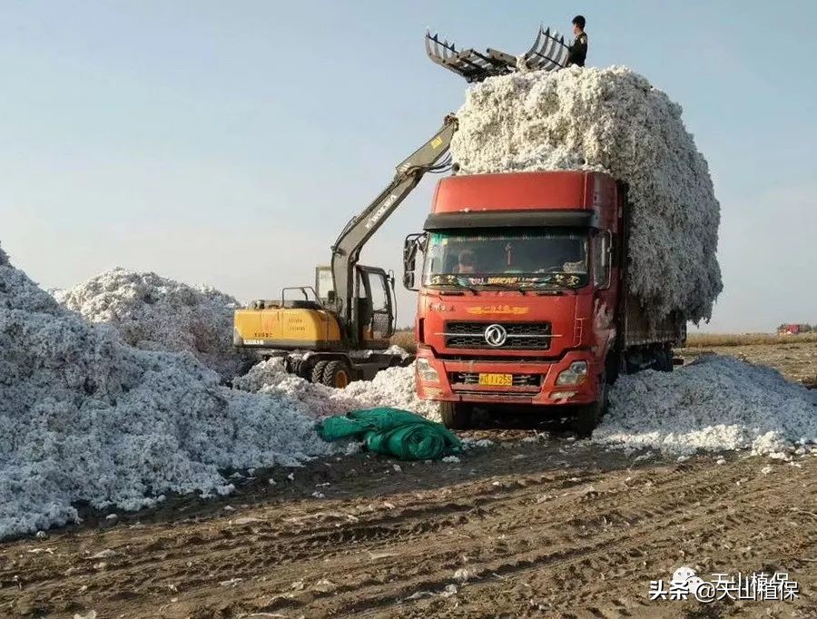 新疆棉花突破性新品种通过国审,新疆棉花产业发展趋势
