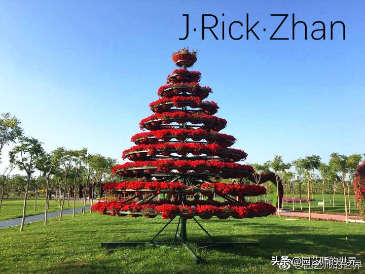 高尔夫果岭草坪家庭院子种植,麦冬草坪种植方法和注意事项