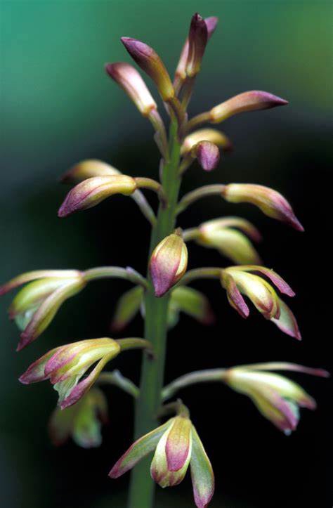 绿山墙的安妮解析,绿山墙的安妮全文解析