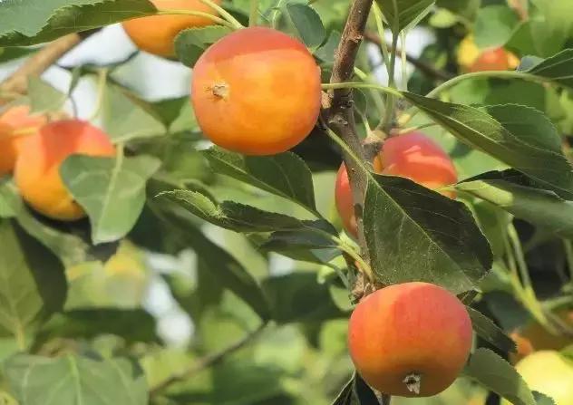 丹东沿海干净小岛旅游攻略,丹东旅游特色美食攻略图