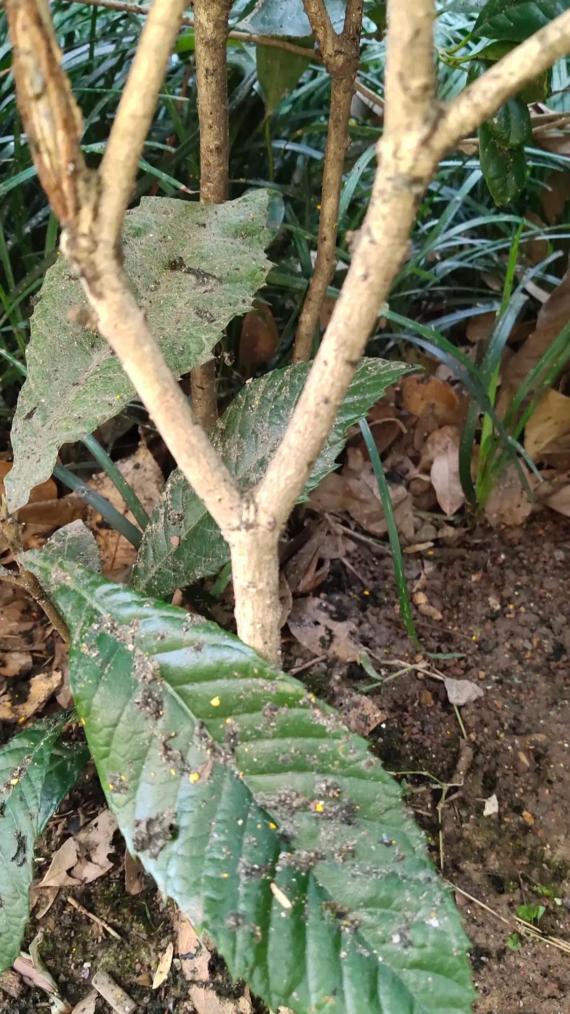 弹弓新手的困扰,弹弓新手瞄不准