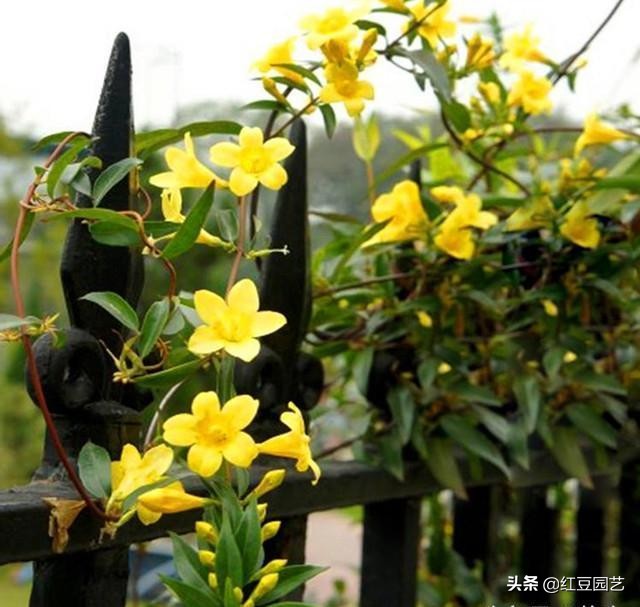 香水茉莉花冬季开花吗,法国香水茉莉花怎么养才能开花