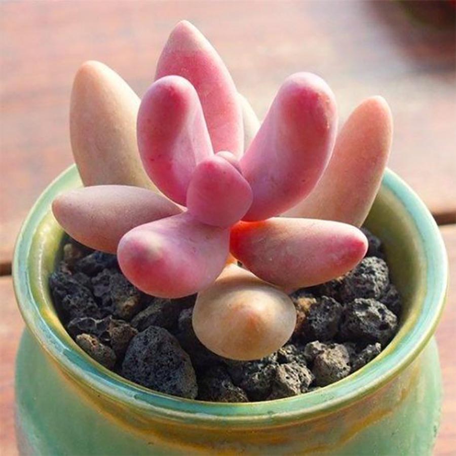 家居收纳日本主妇收纳秘笈大公开,日本主妇如何收纳冰箱蔬菜