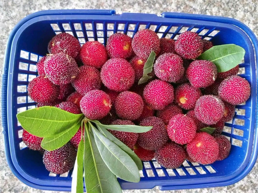 怎么制作杨梅酒好喝,如何做酸甜可口的杨梅酒