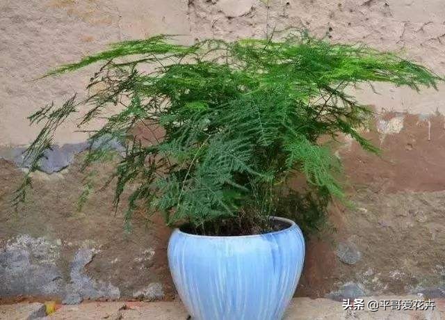 文竹烂根怎么处理才能救活,文竹烂根怎么快速处理