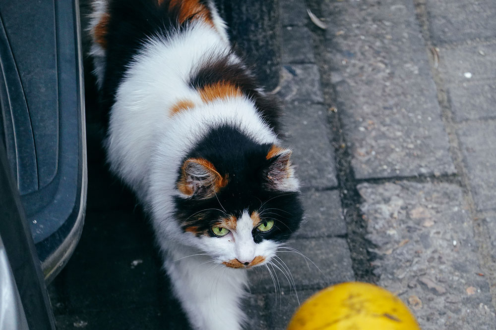 索尼rx100vii功能如何,索尼黑卡rx100一代拍摄视频怎么样