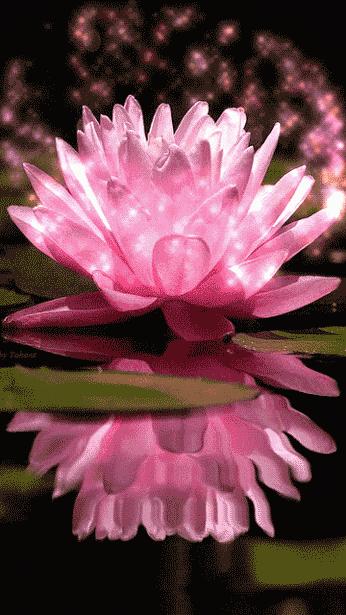 柯汝读邮：荷花T54映日荷花别样红