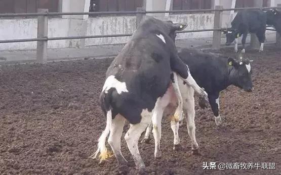 母牛产后的正确饲养管理,成年母牛的生理特点和管理方法