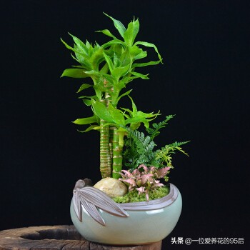 红观音竹盆景的养殖方法,观音竹的养殖窍门是什么