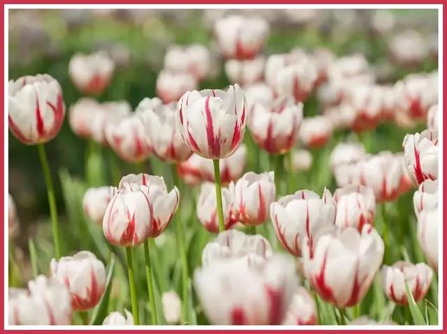 魔都四月赏花,魔都春季赏花好地方