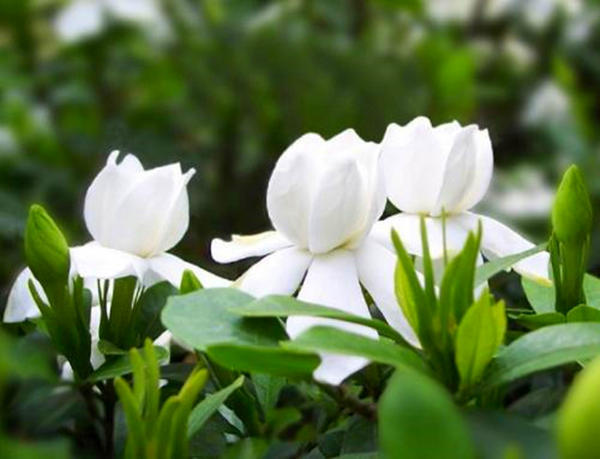 怎么养花才能使花更好,怎么样养花才可以让花活得更久