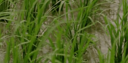 世道变坏是真是假,世道变坏是从嘲笑项羽开始