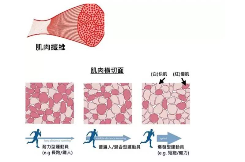健美肌肉和运动肌肉有什么区别,健身肌肉与劳动肌肉的区别