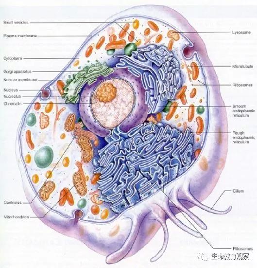 细胞的亚显微结构,细胞亚显微结构模型
