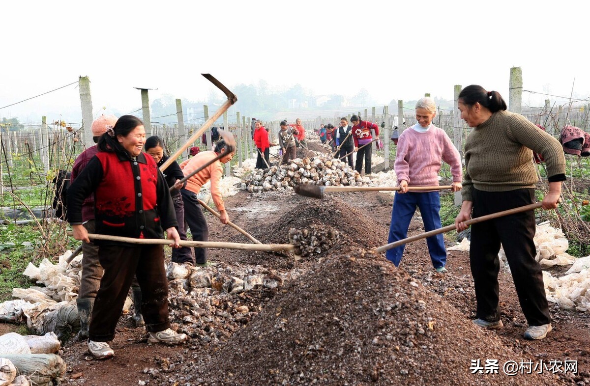 适合农村创业的29个项目,2022乡镇致富新项目