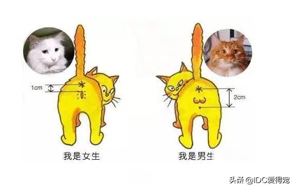 猫咪的性别用什么符号表示,刚出生的猫咪怎么分辨性别