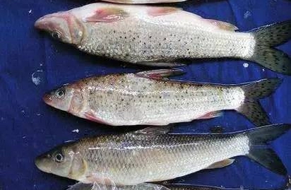 松花江名鱼排行,黑龙江和松花江的鱼