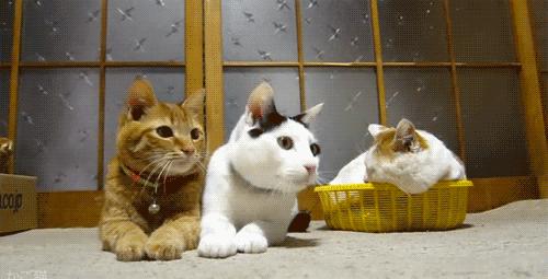 羊驼忧郁症,羊驼抑郁症治疗