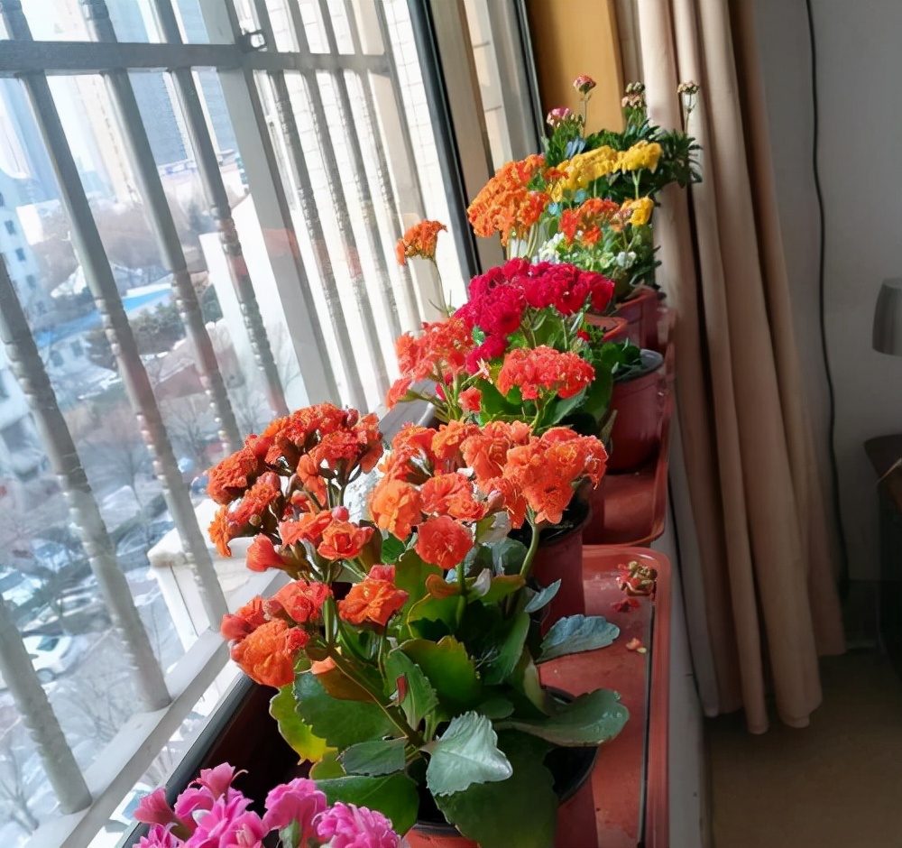 室内可以养的十大吉祥花,最好养的吉祥花有哪些