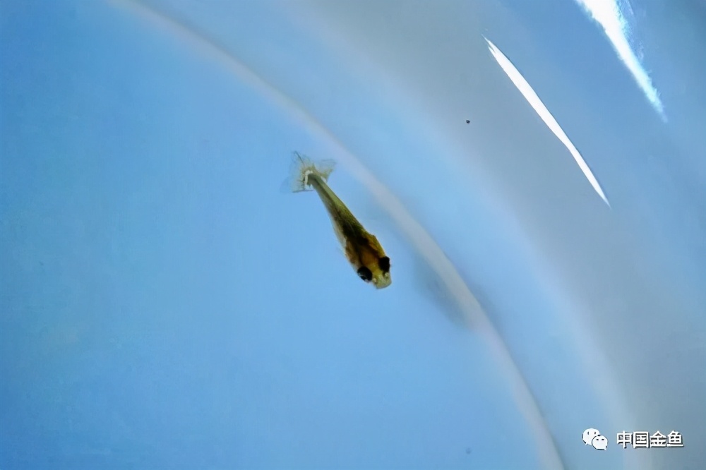 金鱼幼苗喂养正确方法,金鱼秋季繁殖小苗如何饲养