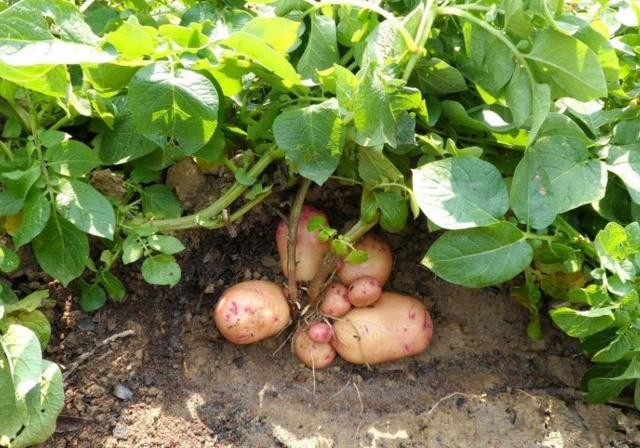 春播马铃薯栽培技术,马铃薯的种植技术教学视频