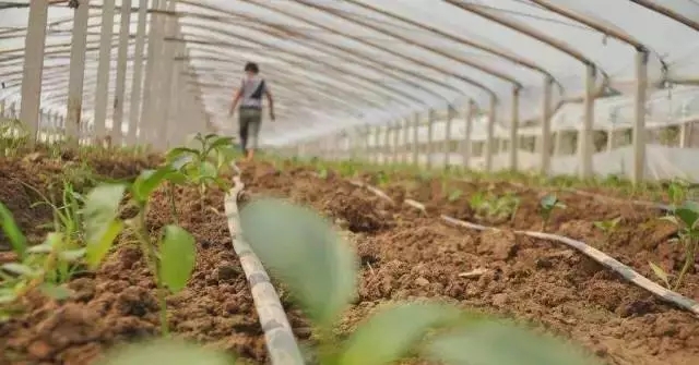 大棚蔬菜管理技术图解,大棚蔬菜管理十大技术