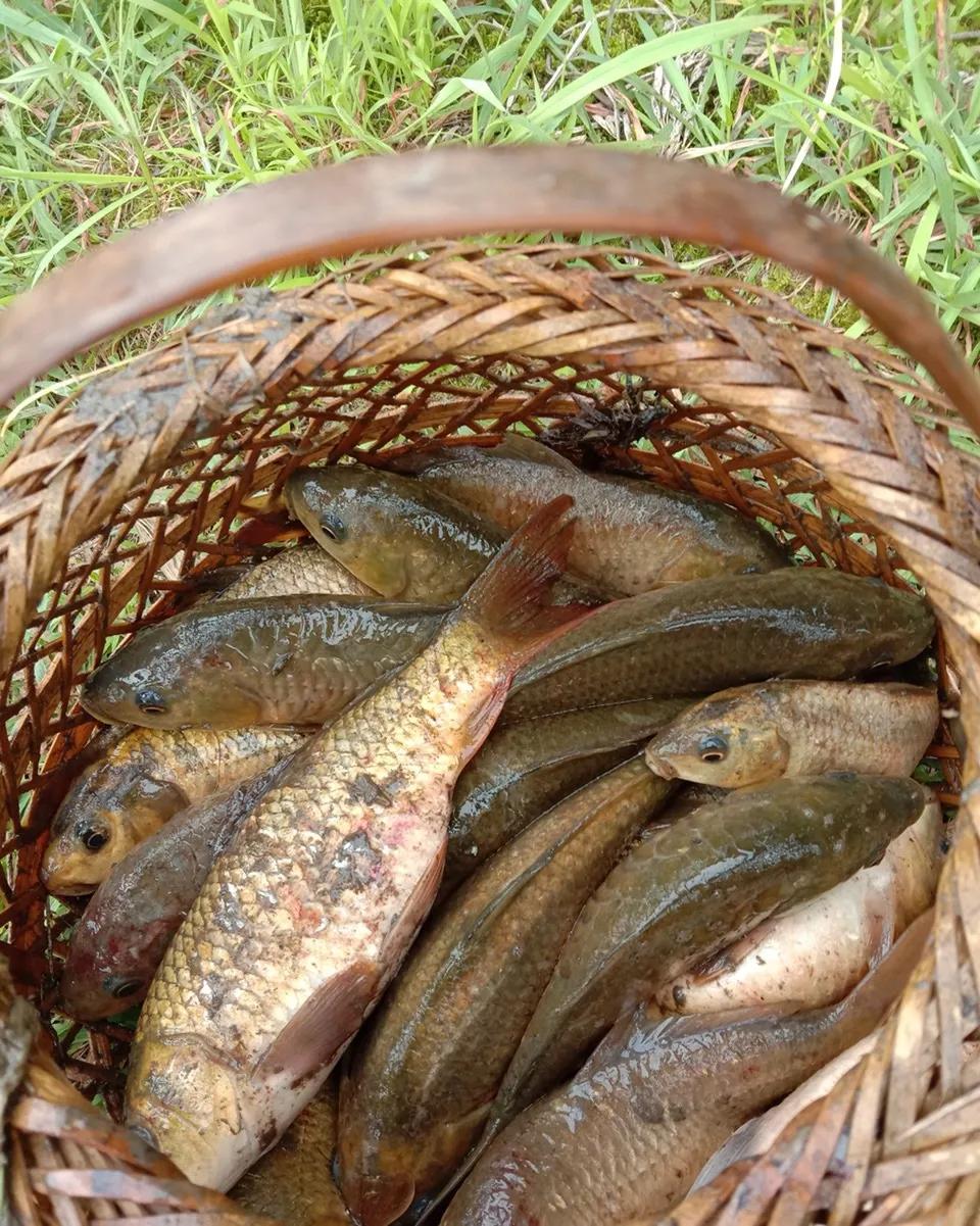 稻田养鱼生意如何做才好,稻田养鱼收入有哪些方面