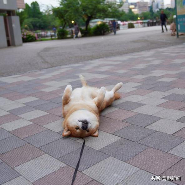 日本网红柴犬Marutaro日常生活治愈万千粉丝