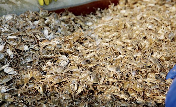 养蟹20年的老蟹农总结的经验,如何让江苏螃蟹养得好也卖得好