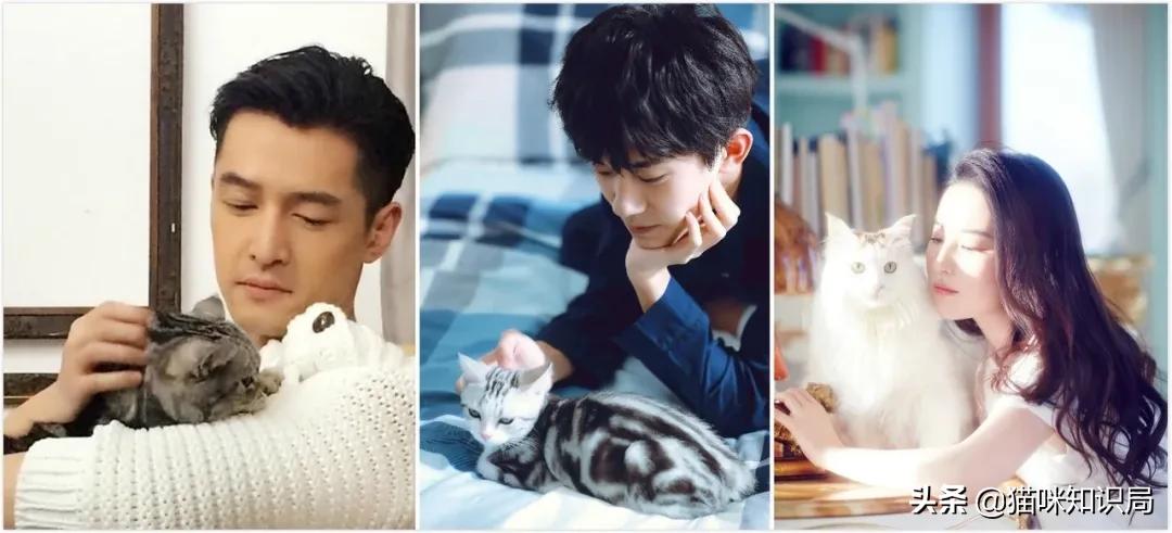 南宋哪位诗人爱养猫曾为猫写诗,南宋哪位诗人养猫还为猫写诗