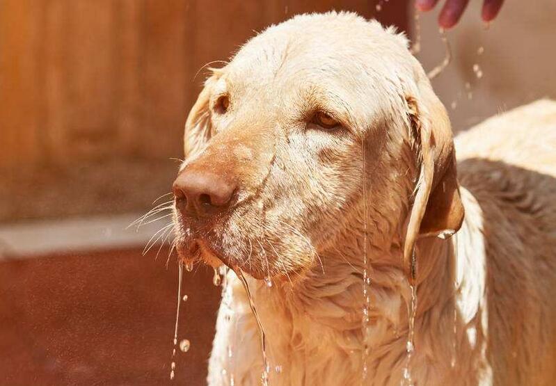 拉布拉多犬和金毛犬哪个最多,拉布拉多犬和金毛犬标准身高