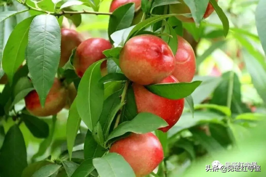 高堡油桃,红寺堡油桃采摘