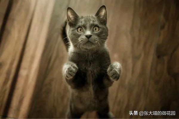 猫咪总喜欢咬自己的毛,猫咪总喜欢咬主人