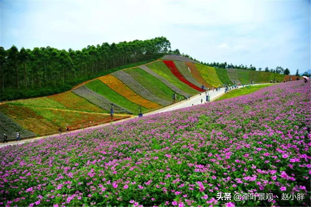 踏春寻美景,踏春赏花梯田漫步