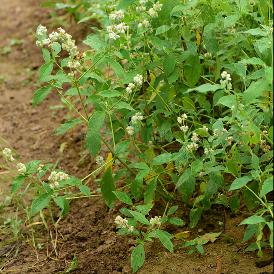 神农本草经中的药材图片,神农本草经高清彩图